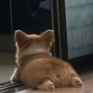 野火树精吃橙子