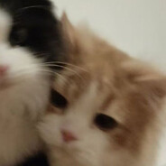 优秀摆烂生猫猫