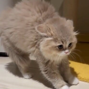 munchkin cat