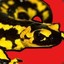 Blood Salamander
