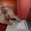 ASK THE MONKY A Yes&amp;No QUESTION