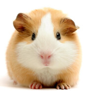 猛踹瘸子那条好腿