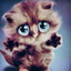 агли грей кот