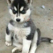 你还是投降吧我打不过