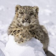 雪豹