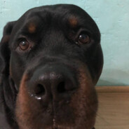 данек вратарь