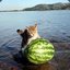 fishing4melons