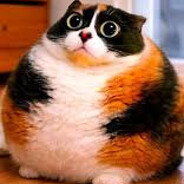 Котость
