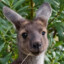 Grey Kangaroo