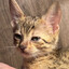 sn0w_Le0pard