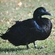 Mallard Luther King