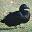 Mallard Luther King