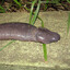 Atretochoana