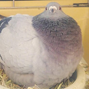 жирини голубь 天