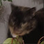 Informal Cat