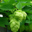 Humulus lupulus