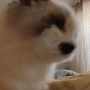 失瞄是因为咪啃鼠标线