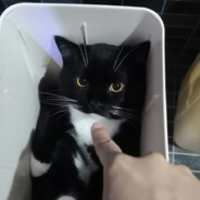 至少心声比较接近