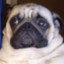 mopsbulbash