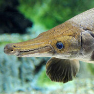 Helen Magnus's avatar