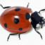 Coccinellidae