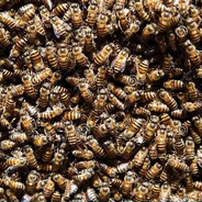 1000 Angry Jamacian Bees