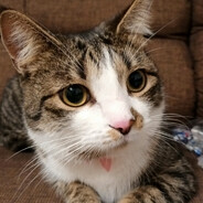 REMCAT avatar