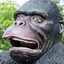 Stupid gorilla