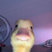 ✩ duck