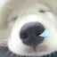 tuotuo有点甜