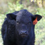 Wagyu avatar