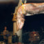 the fishmonger