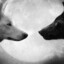 2    wolves