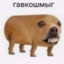 Гавкошмыг