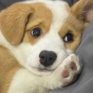 杀我别用小狗刀