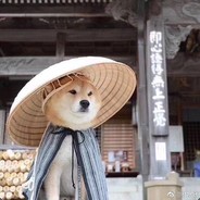 晚上好，佐伊玩家除外