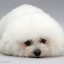 Fluff Nugget