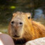 Capybara &lt;3