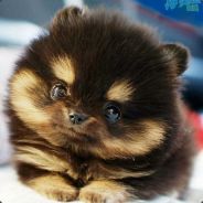 安邦 ？ 你妹呢？