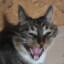 DeadCat][