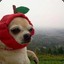 apple dog