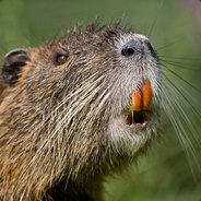 Nutria Barocca