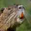 Nutria Barocca