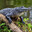 Gator Loki