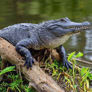 Gator Loki