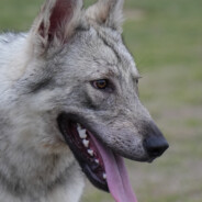 狗熊岭熊二只当瘤子