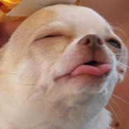 The Chihuahua Of Bliss