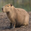 capivara^-^