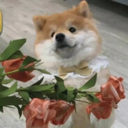 藏匿于月色之间