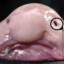Mr.Fish